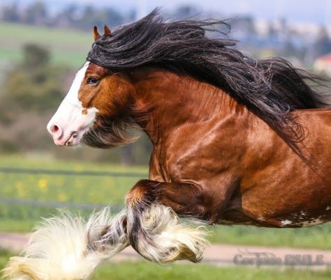 Shire Horse, Chestnut Horse, Horse Farms, Beautiful Horses, Four Legged, Beautiful Creatures, Chestnut, Horses, France