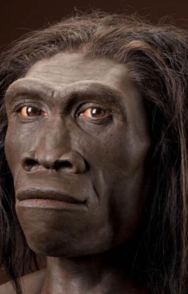 1.5-.5million BC- Homo erectus is the first clearly human species. They use bone, stone, & wood tools in the early Old Stone Age. Homo Erectus, Homo Habilis, Ancient Astronaut Theory, Human Zoo, Ancient Egypt Pharaohs, Ancient Astronaut, Human Evolution, Early Humans, History Facts Interesting