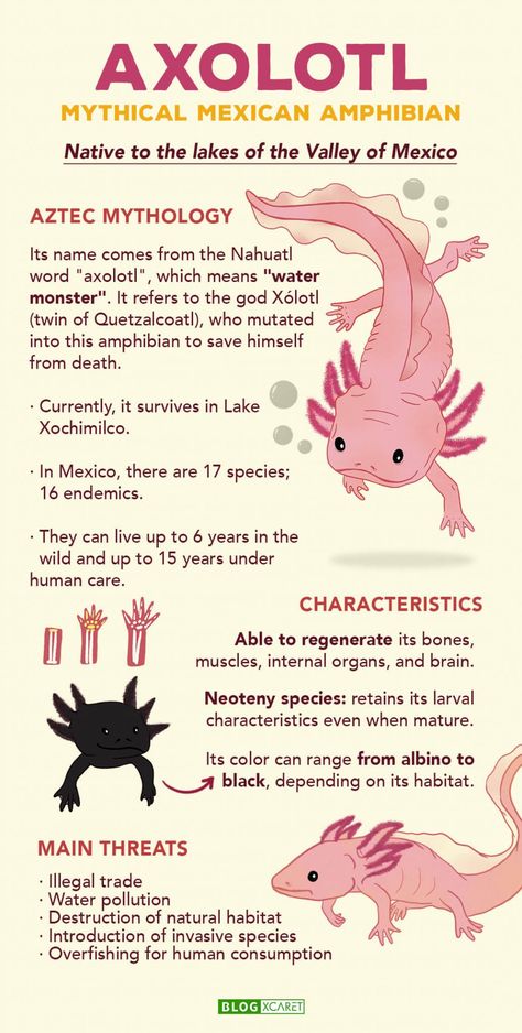 AXOLOTL: MYTHICAL MEXICAN AMPHIBIAN - Xcaret Blog - Read about travel tips, gastronomy, nature and Mexican culture on Blog Xcaret Axolotl Spiritual Meaning, Axolotl Infographic, Axolotl Habitat Project, Diy Axolotl Crafts, Axolotl Anatomy, Gfp Axolotl, Axolotl Crafts, Axolotl Habitat, Axolotl Mermaid