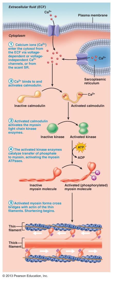 Action Potential Physiology, Muscle Physiology Notes, Muscle Physiology, Smooth Muscle, Basic Anatomy And Physiology, Medical Student Study, Exercise Physiology, Muscular System, Biology Lessons