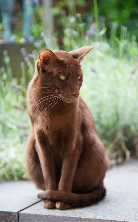 Light Brown Cat, Cat Breeds Hypoallergenic, Havana Brown Cat, Brown Cats, Best Cat Breeds, Havana Cat, Ragdoll Cat Breed, Large Cat Breeds, All Cat Breeds