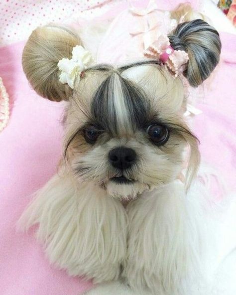 Shih Tzu Names, Shitzu Dogs Haircuts, Tattoos Dog, Painting Dogs, Teacup Puppy, Perro Shih Tzu, Shitzu Dogs, Shitzu Puppies, Animal Aesthetic