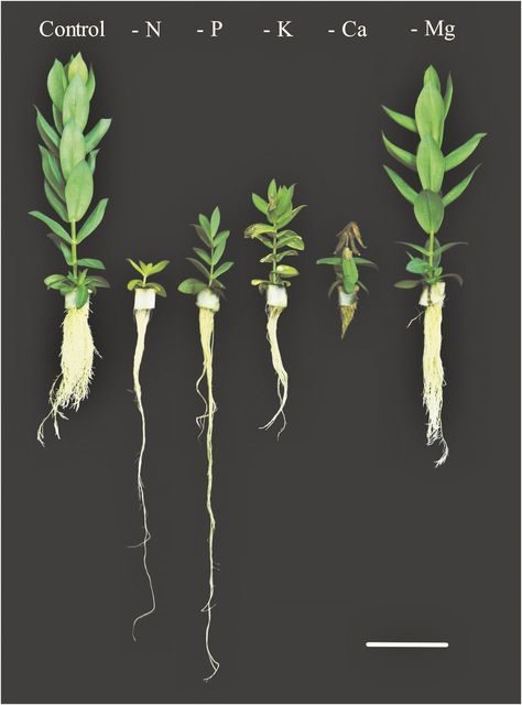 Magnesium Deficiency In Plants, Hydroponic Greenhouse, Greenhouse Tomatoes, Farming Guide, Deficiency Symptoms, Nitrogen Cycle, Hydroponics Diy, Planting Sunflowers, Magnesium Deficiency