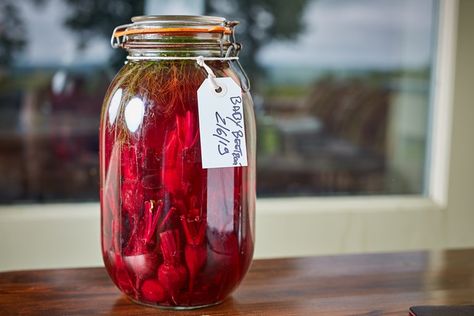 Fermenting beetroot brings out its natural taste, amplifying the hearty, sweet flavours of this magnificent root vegetable. The addition of dill, garlic and horseradish gives this ferment a distinctive eastern European flavour, and both the beetroots themselves and the liquid can be used in a variety of dishes. Fermented Beetroot, Fermented Beets, Chilli Sauce Recipe, Beetroot Recipe, Cumin Recipes, Fermented Garlic, Horseradish Recipes, Fresh Herb Recipes, Fresh Horseradish