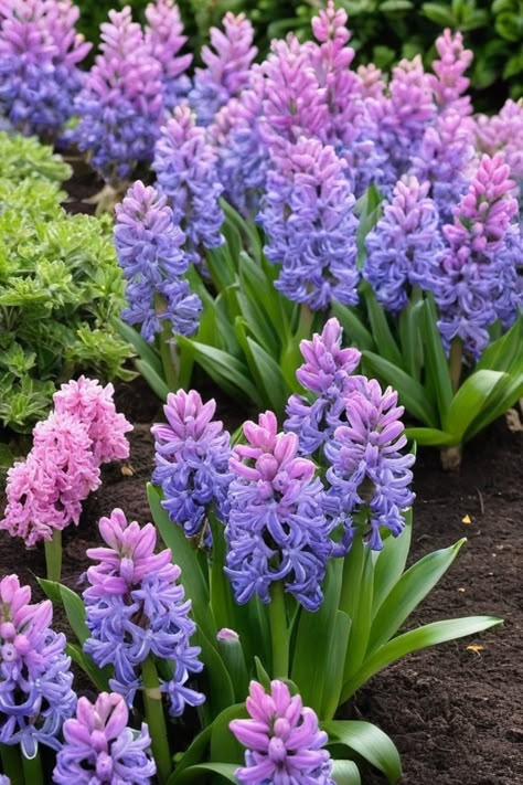 Discover the secrets on how to grow hyacinth effortlessly with our comprehensive guide. Learn the best practices for planting, caring, and maintaining these stunning flowers in your garden. From choosing the right soil to providing proper sunlight exposure, we've got you covered every step of the way. Elevate your gardening skills and create a beautiful hyacinth display that will bloom year after year. Follow our expert tips and witness your hyacinths flourish like never before! Hyacinth Flower Aesthetic Wallpaper, Hyacinth Flower Bouquets, Pretty Plants Aesthetic, Hyacinth Aesthetic, Purple Hyacinth Flower, Baby Breath Flower Bouquet, Apollo Altar, Hyacinth Garden, Apartment Feng Shui