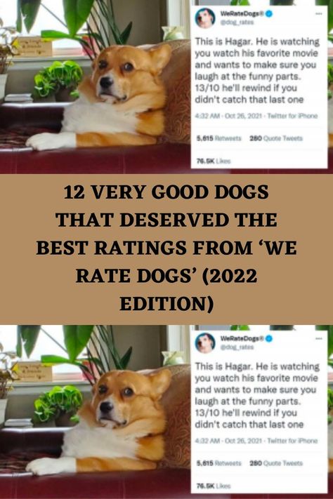 We Rate Dogs Twitter, Small Dog Tattoos, Cute Dog Quotes, Good Dogs, Hot Dog Chili, Cute Names For Dogs, We Rate Dogs, Tattoos With Kids Names, Dark Comics