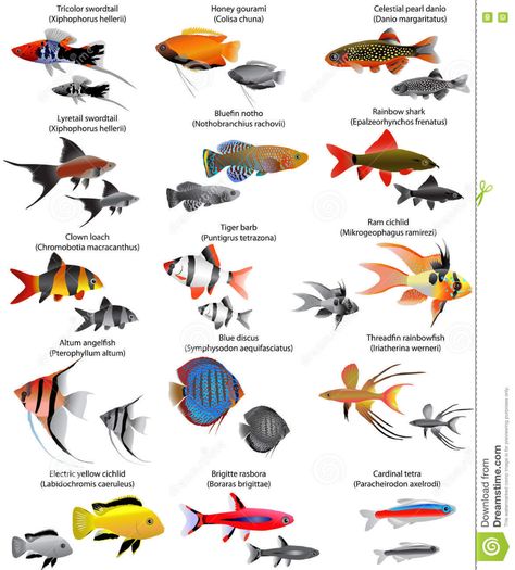 Fish Infographic, Community Fish Tank, Fish Chart, Fish Aquarium Decorations, Saltwater Aquarium Fish, Fish Tank Terrarium, Tropical Fish Tanks, Tropical Freshwater Fish, Fresh Water Fish Tank