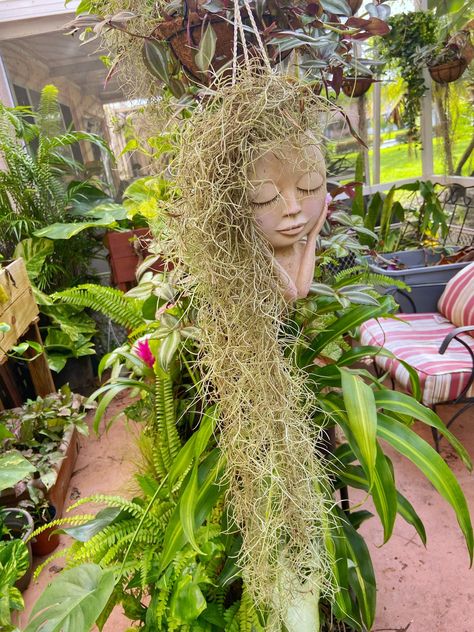 Spanish Moss from Florida In a face flower pot or by the bunch that you can hang or place any where.  Spanish moss is an arborial tillandsia which grows from branches of trees. It is a beautiful silver/green plant that can be use to dress up your other hanging plants.  Fresh Live Spanish Moss. Pele hair. Water at least 1 time a day with a spray bottle to keep the moss alive . This moss loves moisture.  Spanish Moss works perfect with Orchids and hanging baskets or face flower pot  Options 1: with moss and hanger $45 2: Face flower pot alone 35 3: Moss $14  Free shipping Tillandsia Usneoides, Branches Of Trees, Succulent Garden Landscape, Wandering Jew Plant, Goth Garden, Face Flower, Moss Decor, Hair Water, Boho Garden