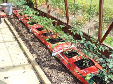 How To Ripen Tomatoes, Greenhouse Tomatoes, Plant Tomatoes, Raised Garden Beds Diy Vegetables, Backyard Creations, Best Greenhouse, Types Of Tomatoes, Tomato Seedlings, Grow Tomatoes