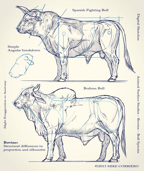 @mikecorriero Differences in Bovine anatomy/structure Digital Sketch Bull Anatomy Drawings, Bull Head Reference, Bull Anatomy, Bull Art Drawing, Bull Sketch, Anatomy Structure, Bull Drawing, Ancient Drawings, Sketches Sketchbook