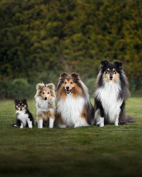 Mini Collie, Sheep Dog Puppy, Sheltie Puppy, Beautiful Dogs Photos, Sheltie Dogs, Herding Dogs, Blue Merle, Collie Dog, Shetland Sheepdog