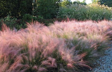 Pink Grasses: 10 Ideas for Muhlenbergia in a Landscape Muhlenbergia Capillaris, Pink Muhly, Pink Texas, Pink Grass, Landscaping On A Hill, No Grass Backyard, Seaside Garden, Perennial Grasses, Dream Landscape