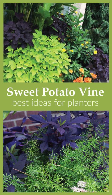 Best ideas for plants to pair with sweet potato vine in containers via @gardenexperimnt Planters With Sweet Potato Vines, Sweet Potato Vine Landscaping, Sweet Potato Vines Planter, Potato Vine Flower Bed, Sweet Potato Vine Window Boxes, Sweet Potato Plants In Pots, Sweet Potato Vine Planter Ideas, Sweet Potato Vine Planter, Sweet Potato Plant Vine