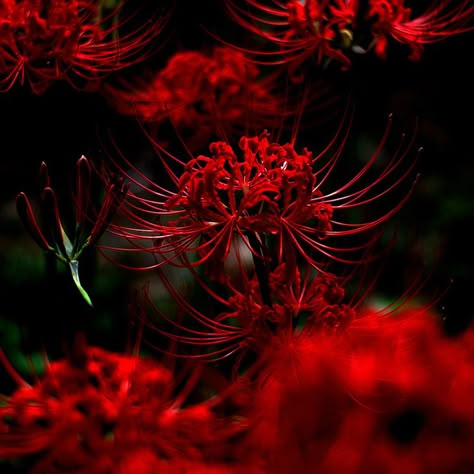 Red Spider Lily Icon, Chinese Red Aesthetic, Dark Chinese Aesthetic, Firebender Aesthetic, Red Japanese Aesthetic, Spiders Aesthetic, Oni Aesthetic, Dark Japanese Aesthetic, Red Dark Aesthetic