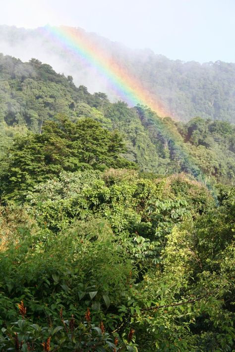 Tropical forests may soon hinder, not help, climate change effort Tropical Forests, Tropical Climate, Tropical Forest, The Dreamers, Forest, Water, Green