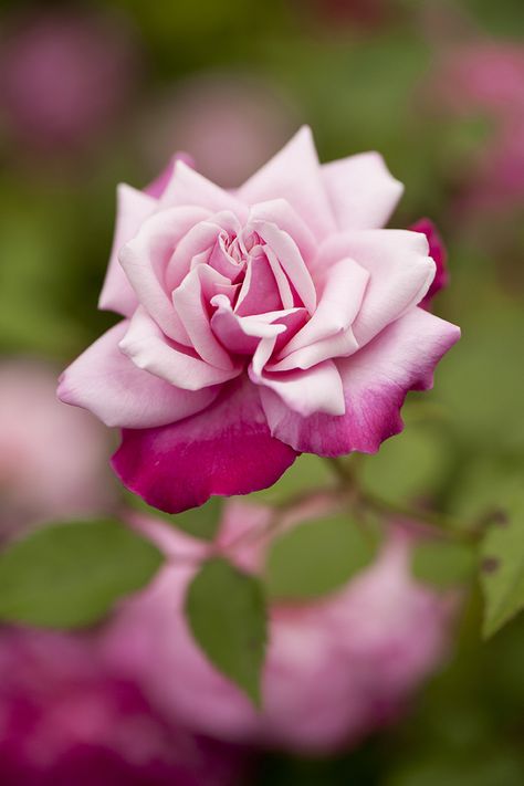 ♥️ Happy Mother's Day ♥️ Heritage Rose, Bed Of Roses, Rose Varieties, China Rose, Coming Up Roses, Rose Pictures, Love Rose, Flower Beauty, Purple Roses