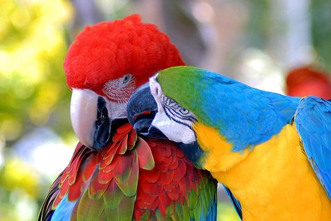 Exotic Birds, Bird Pictures, Pretty Birds, Bird Toys, Colorful Birds, Color Pallets, Bird Feathers, Birdy, Love Birds