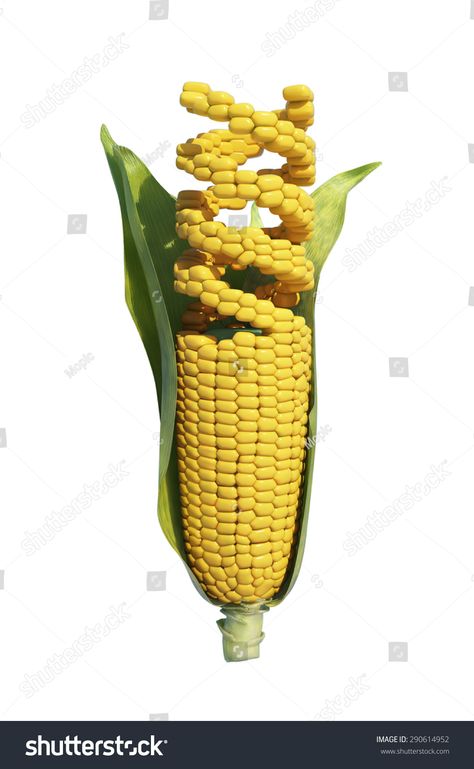 GMO corn -agricultural genetics research #Ad , #affiliate, #corn#GMO#agricultural#research Corn Drawing, Gmo Corn, Design Symbols, Poster Drawing, Genetically Modified, Creative Icon, Slide Design, Icons Design, Writing Skills