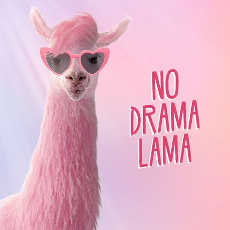 No Drama Lama! 🦙🥂 #julesmumm #julesmummquote #nodramalama #cheers Llama Quote, No Drama Lama, Flamingos Quote, Llama Pictures, Happy Quotes Smile, Baby Animal Drawings, Not My Circus, Llama Drama, Drama Funny