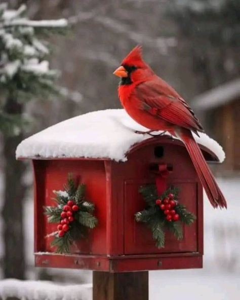 Country Corner | When the leaves have all fallen and snow covers their branches, nothing is quite as lovely as a cardinal in the snow | Facebook Cardinal Winter Scene, Cardinal In The Snow, Cardinal Birds Art, Christmas Extravaganza, Winter Cardinal, Fancy Chickens, Cardinal Christmas, Fall Coloring, Merry Christmas Wallpaper