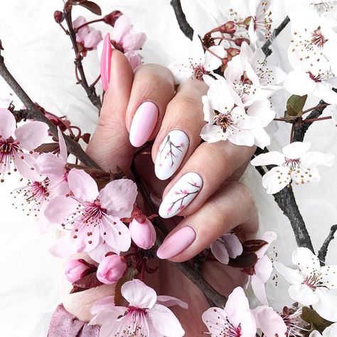 Cherry blossoms are blooming all over the world, making our nails in season 🌸😉 Nail Designs Cherry Blossom, Ombre Cherry Blossom Nails, Sakura Nail Art Cherry Blossoms, Japanese Cherry Blossom Acrylic Nails, Cherry Blossom Nails Design, Spring Nail Art Cherry Blossom, Nail Art Fleur, Cherry Blossom Nails Art, Cherry Nail Art