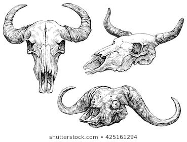 Desert Skull Drawing, Buffalo Skull Drawing, Bull Skull Drawing, Cow Skull Drawing, Ox Skull, Cow Skull Tattoos, Longhorn Skull, Buffalo Skull, Animal Skeletons