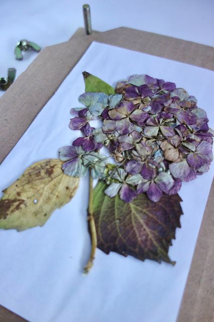 pressed flowers, how to press flowers, flower press, hydrangea, flower crafts, how to frame pressed flowers, handmade, crafts, nature lover, nature crafts, DIY, DIY home decor How To Press Hydrangeas, Pressing Hydrangeas, Hydrangea Picture, Pressed Hydrangea, Pressing Flowers, Dried Hydrangeas, Flower Press, Vintage Wedding Ideas, Romantic Country