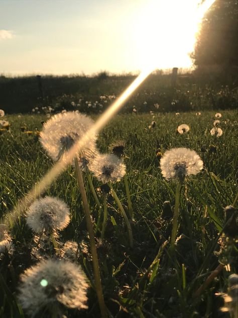 Dandelion Aesthetic, Scenery Pictures, Nothing But Flowers, Spring Aesthetic, Foto Ideas Instagram, Aesthetic Images, Animals Of The World, Nature Aesthetic, Green Aesthetic