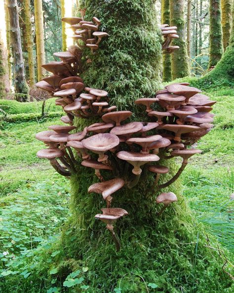 This is another photo from my second fungal foray, but one which I'd not included in the previous gallery. Going over the photos again, I decided I really liked the way these fungal bodies spiraled... Mushrooms Growing, Mushroom Pictures, Plant Fungus, Mushroom Fungi, Wild Mushrooms, Science And Nature, In The Woods, Amazing Nature, Nature Beauty