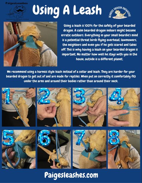 Bearded Dragon Aesthetic Tank, Bearded Dragon Aesthetic, Diy Bearded Dragon Cage, Bearded Dragon Leash, Fancy Bearded Dragon, Bearded Dragon Setup, Bearded Dragon Toys, Bearded Dragon Harness, Dragon Facts