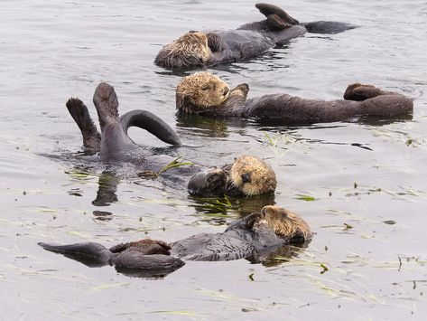 Biodiversity Loss, Keystone Species, Otter Love, Message Center, Kelp Forest, Sea Otters, Habitat Destruction, Monterey Bay Aquarium, Lazy Morning