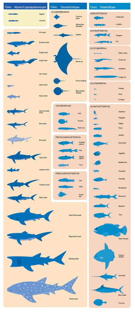 Oceanography Marine Biology, Creature Marine, Shark Facts, Bangunan Minecraft, Food Web, Marine Biologist, Oceanography, Sea Creature, Marine Biology