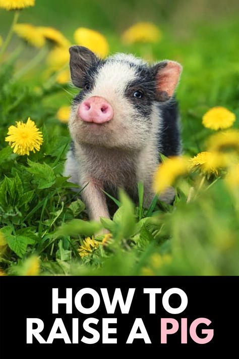 Pigs, though unusual, can make loving and intelligent pets. They're also an excellent source of side income and a way to provide food for your family. In this article, we cover everything you need to know about raising pigs as pets or for the slaughter. Read more at OwnTheYard.com! Pet Pigs House, House Pigs Pets, Pot Bellied Pigs As Pets, Raising Pigs For Beginners, Pigs As Pets, Mini Potbelly Pigs, Pet Pig House, Mini Pig Pet, Potbelly Pigs