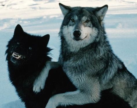 Wolf Photos, Timber Wolf, Wolf Pictures, Silly Dogs, Pretty Animals, Wild Dogs, Black Wolf, Wolf Dog, Silly Animals