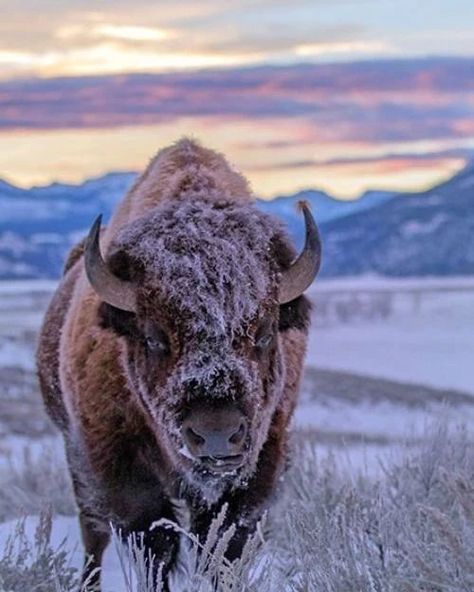 Bison Tattoo, Bison Photo, Buffalo Animal, Bison Art, Buffalo Art, American Bison, Wild Creatures, Wildlife Photos, Wild Nature