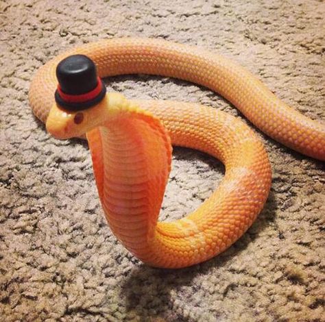 Cobra in a top hat... Snakes In Hats, Animals With Hats, Snakes With Hats, Cute Snakes, Danger Noodles, Pretty Snakes, Pet Snake, Cute Reptiles, Beautiful Snakes