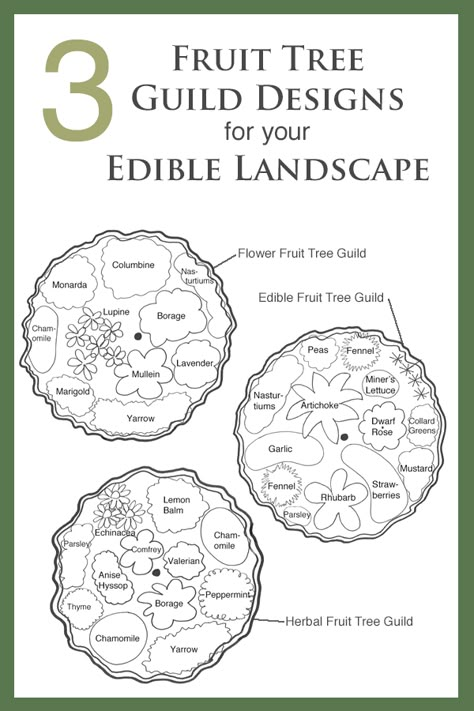 Fruit Tree Guild, Tree Guild, Planting Fruit Trees, Food Forest Garden, Edible Landscape, Permaculture Gardening, Permaculture Design, Garden Design Layout, Edible Landscaping