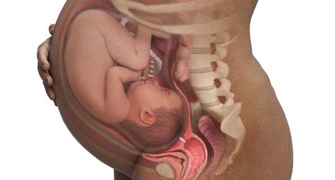 See incredible pictures, video, and animation of your baby's fetal development. Watch your baby grow inside the womb, from the... Pregnancy Side Effects, 11 Weeks Pregnant, 40 Weeks Pregnant, 24 Weeks Pregnant, 25 Weeks Pregnant, 16 Weeks Pregnant, 28 Weeks Pregnant, The Reproductive System, Pregnancy Ultrasound