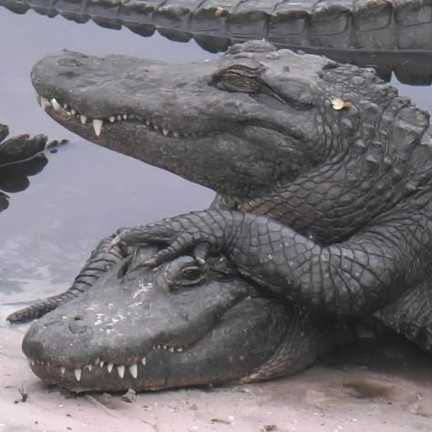 Alligator Crocodile, Cute Reptiles, Trending Pins, Pretty Animals, Like Animals, Silly Animals, Crocodiles, Reptiles And Amphibians, Weird Animals