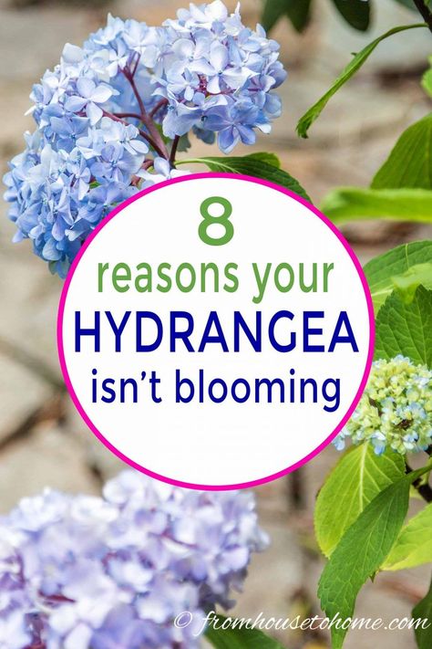 Having trouble with your hydrangeas not blooming? Find out how to fix the problems so that you can grow these beautiful flowers in your garden. #fromhousetohome #hydrangeas #gardeningtips #gardenideas #partshadeperennials #shadelovingshrubs Part Shade Perennials, Shade Loving Shrubs, Hydrangea Landscaping, Plants Under Trees, Big Leaf Hydrangea, Smooth Hydrangea, Hydrangea Bloom, Climbing Hydrangea, Hydrangea Care