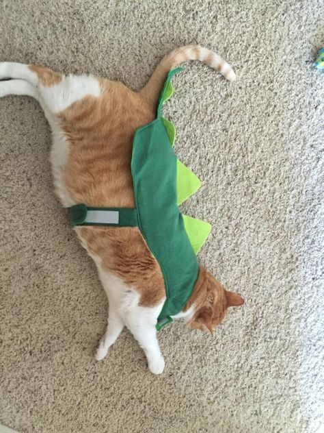 Last year we put Gus in a dinosaur costume. Cat Makeup Halloween, Dinosaur Costume, Tattoo Cat, Cat Makeup, A Dinosaur, Cath Kidston, Cats Funny, Cat Tattoo, About Cats