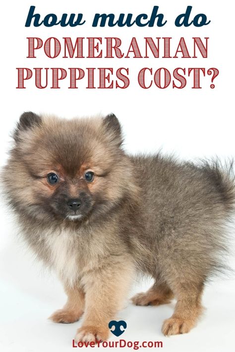 Pomeranian Puppies, Pomeranian Puppy, Best Toys, Small Breed, Ways To Save, Best Food, Small Dogs, Dog Breeds, Find It