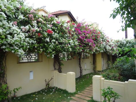 Bougainvillea on the pool walls in India. Compound Wall Planting Ideas, Bougainvillea On Wall, Bougainvillea On Fence, Bougainvillea Trellis Wall, Bougainvillea Trellis, House Fence, Mexico House, Compound Wall, White Fence