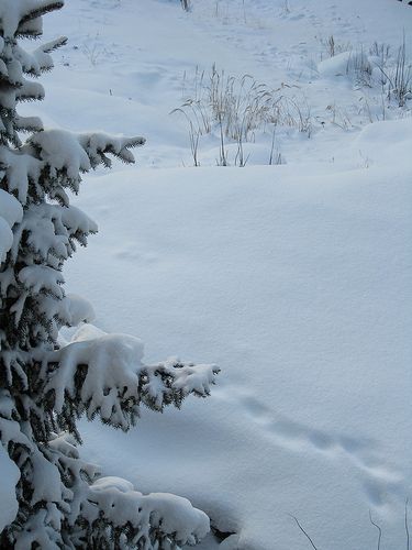 Snowy Pictures, Snow Park, Heavy Snowfall, Snow Aesthetic, I Love Snow, Heavy Snow, Winter Images, I Love Winter, Winter Scenery