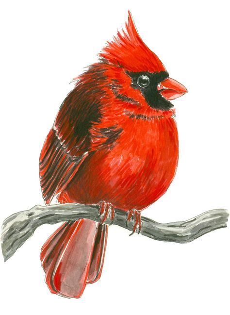 Cardinal Paper Cardinal, Cardinal Birds Art, Cardinal Watercolor, Animal Paintings Acrylic, Bird Canvas, Cardinal Bird, Ink Watercolor, Cardinal Birds, Watercolor Ink