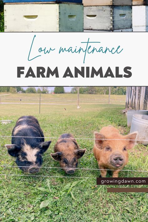 Hobby Farms Layout, Homestead Layout, Homesteading Animals, Micro Farm, Raising Farm Animals, Acre Homestead, Small Backyard Design Ideas, Homesteading Diy, Backyard Chicken Farming