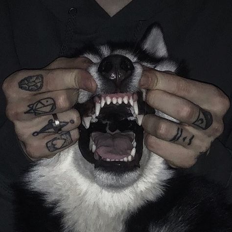 Dog Poetry, Dog Aesthetic, Scary Dogs, Dark Grunge, Bad Dog, Dog Teeth, Wolf Dog, Dog Pin, Aesthetic Grunge