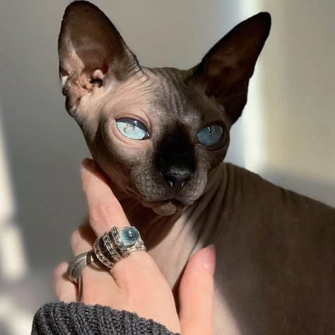 Cute Hairless Cat, Sphinx Cats, Hairless Cats, Sphinx Cat, Sphynx Cats, Hairless Cat, Pretty Animals, Sphynx Cat, Cat Aesthetic