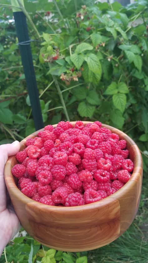 Yaldacore Vibe, Berry Garden Aesthetic, Raspberry Bush Aesthetic, Rasberry Aestethic Fruit, Food Garden Aesthetic, Modern Homestead Aesthetic, Raspberries Aesthetic, Garden Raspberries, Raspberry Aesthetic