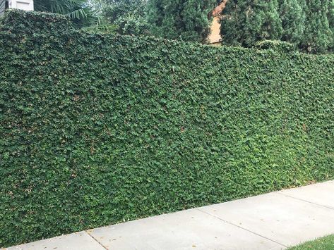 Plants for Dallas - Your Source for the Best Landscape Plant Information for the Dallas-Ft. Worth MetroplexBest Vines for Dallas, Texas — Vine Fence, Wall Climbing Plants, Lady Banks Rose, Creeping Fig, Ficus Pumila, Living Pool, Ivy Wall, Evergreen Vines, Wall Climbing